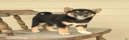 Shiba Inu dogs for sale: Lily - Ad 1