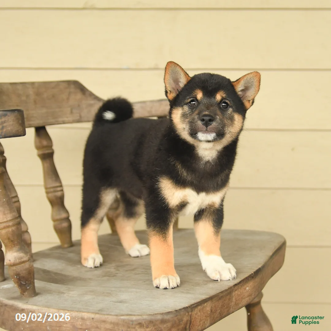 Shiba Inu dogs for sale: Lily - Ad 1