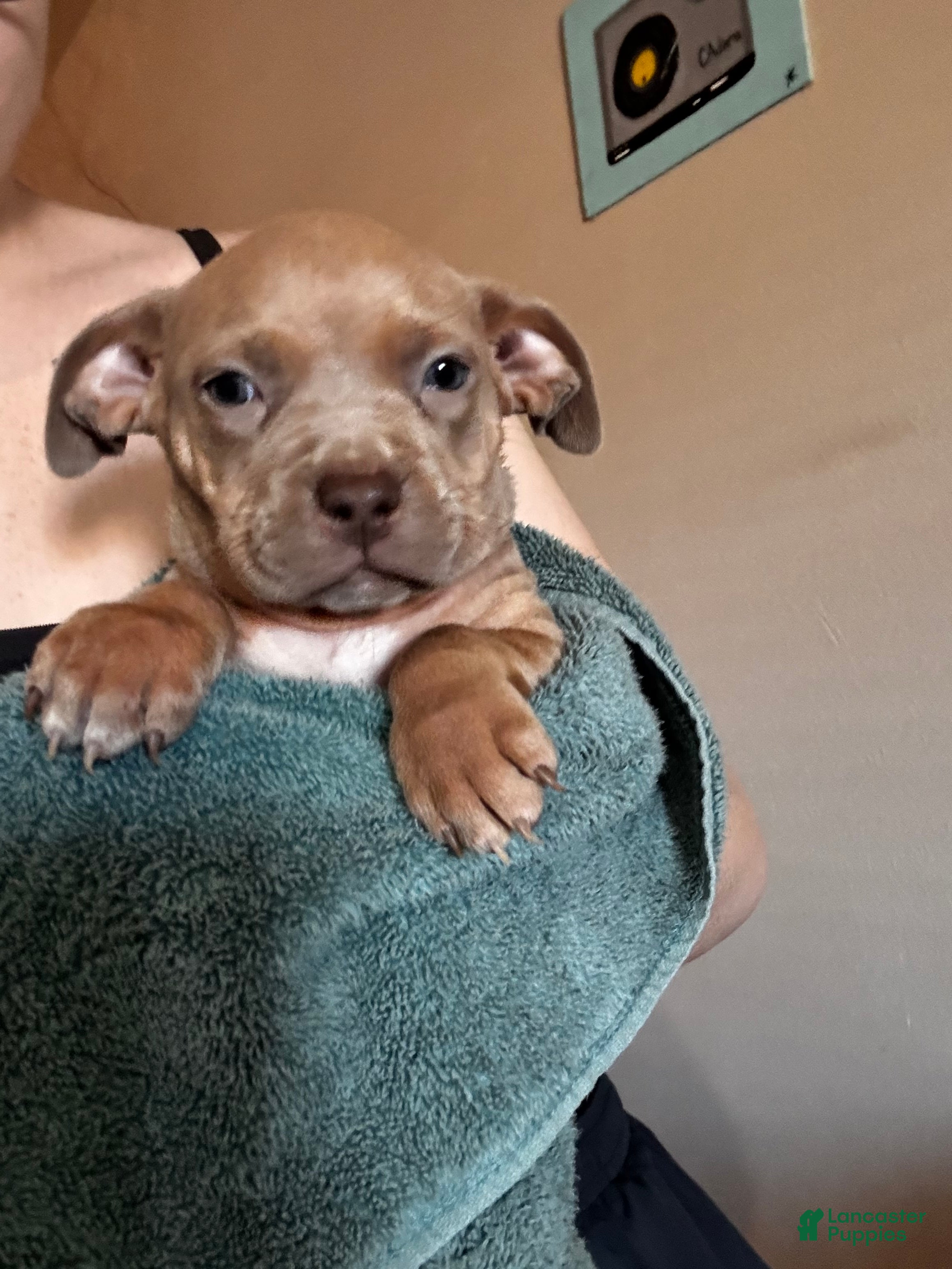 Mixed Breed dogs Mixed Breed Puppy 2 - Ad 25