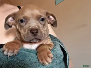 Mixed Breed dogs Mixed Breed Puppy 2 - Ad 25