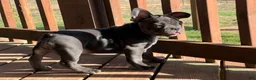 French Bulldog dogs for sale: Bloom  - Ad 12