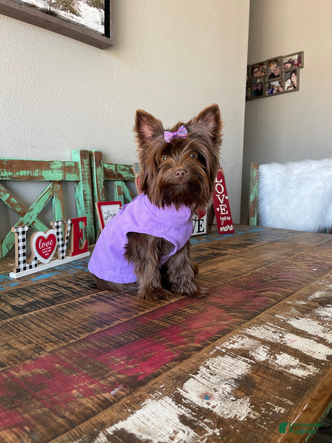 Yorkshire Terrier dogs for sale: KB Chocolate Girl Coco 🩷 - Ad 7