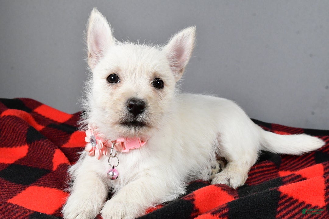 Cairn Terrier dogs for sale: Snowball - Ad 2