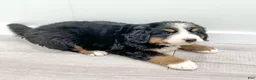 Bernese Mountain Dog dogs for sale: Cammie - Ad 4