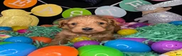 Cockapoo dogs for sale: Astro - Ad 5