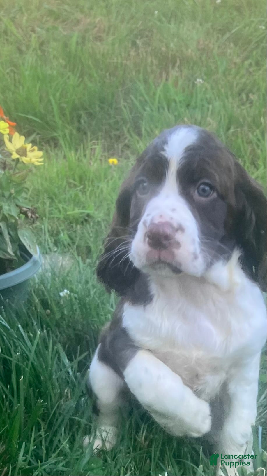 English Springer Spaniel dogs Cocoa - Ad 38