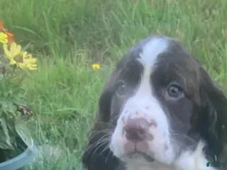 English Springer Spaniel dogs Cocoa - Ad 38