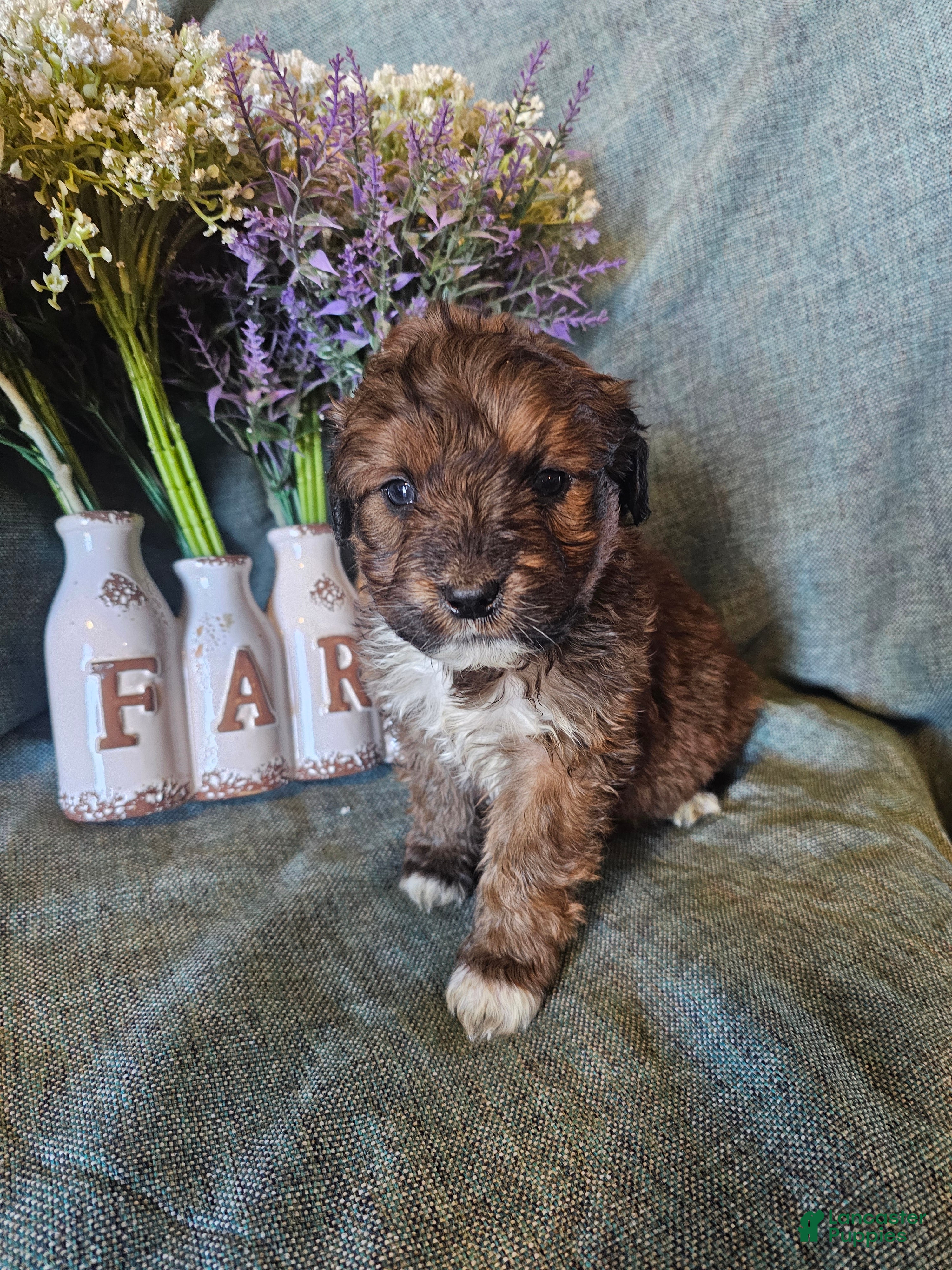 Mixed Breed dogs Jasmine. - Ad 1