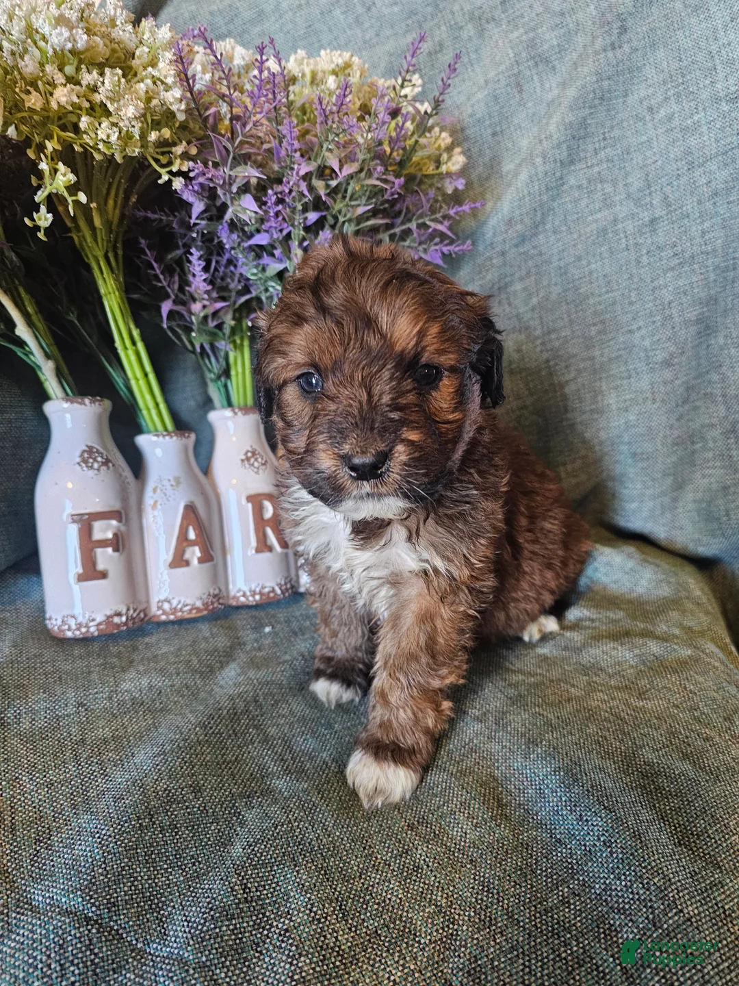 Mixed Breed dogs for sale: Jasmine. - Ad 1