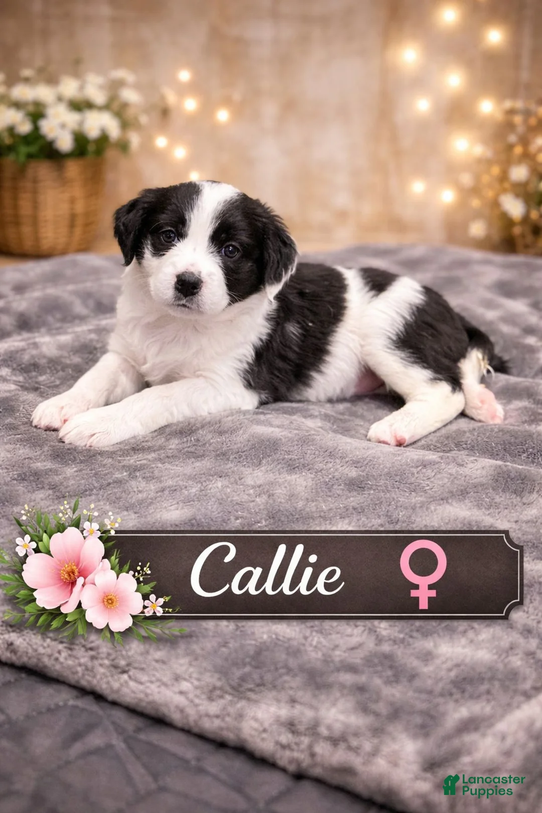 Mixed Breed dogs for sale: Callie - Ad 1