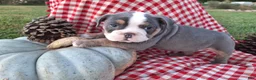 English Bulldog dogs for sale: Tank - Ad 4
