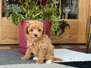 Maltipoo dogs Maltipoo Puppy 1 female - Ad 15