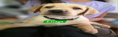 Luigi
