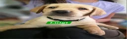 Labrador Retriever dogs for sale: Luigi - Ad 1