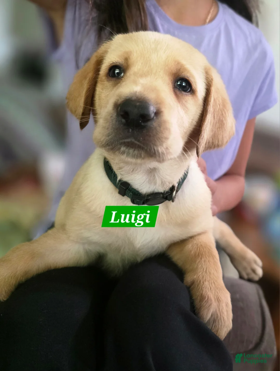 Labrador Retriever dogs for sale: Luigi - Ad 1