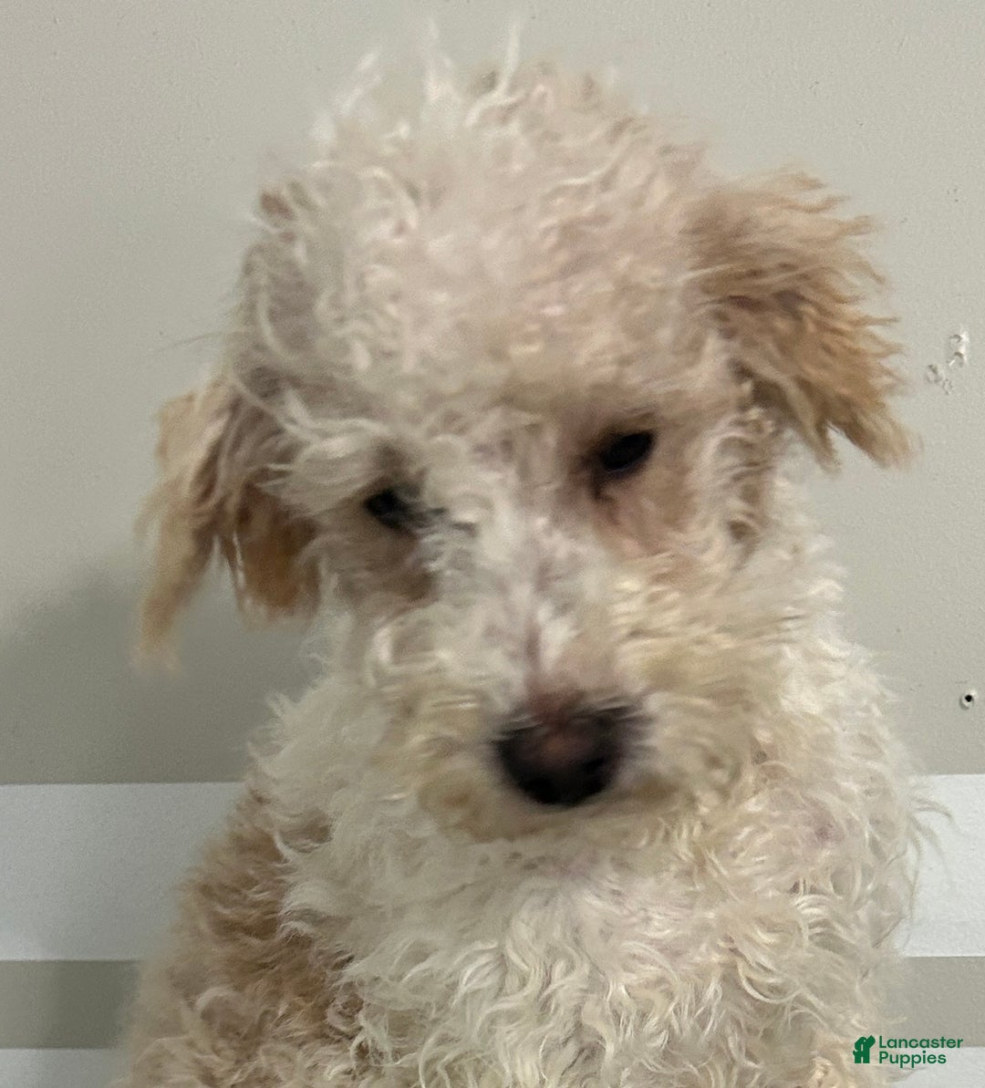 Schnoodle dogs for sale: KitKat - Ad 6