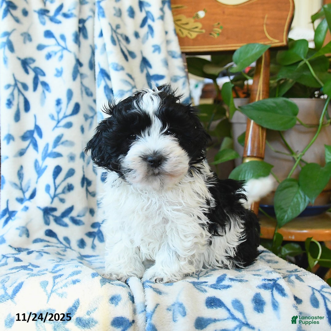 Havanese dogs for sale: Spot - Ad 2