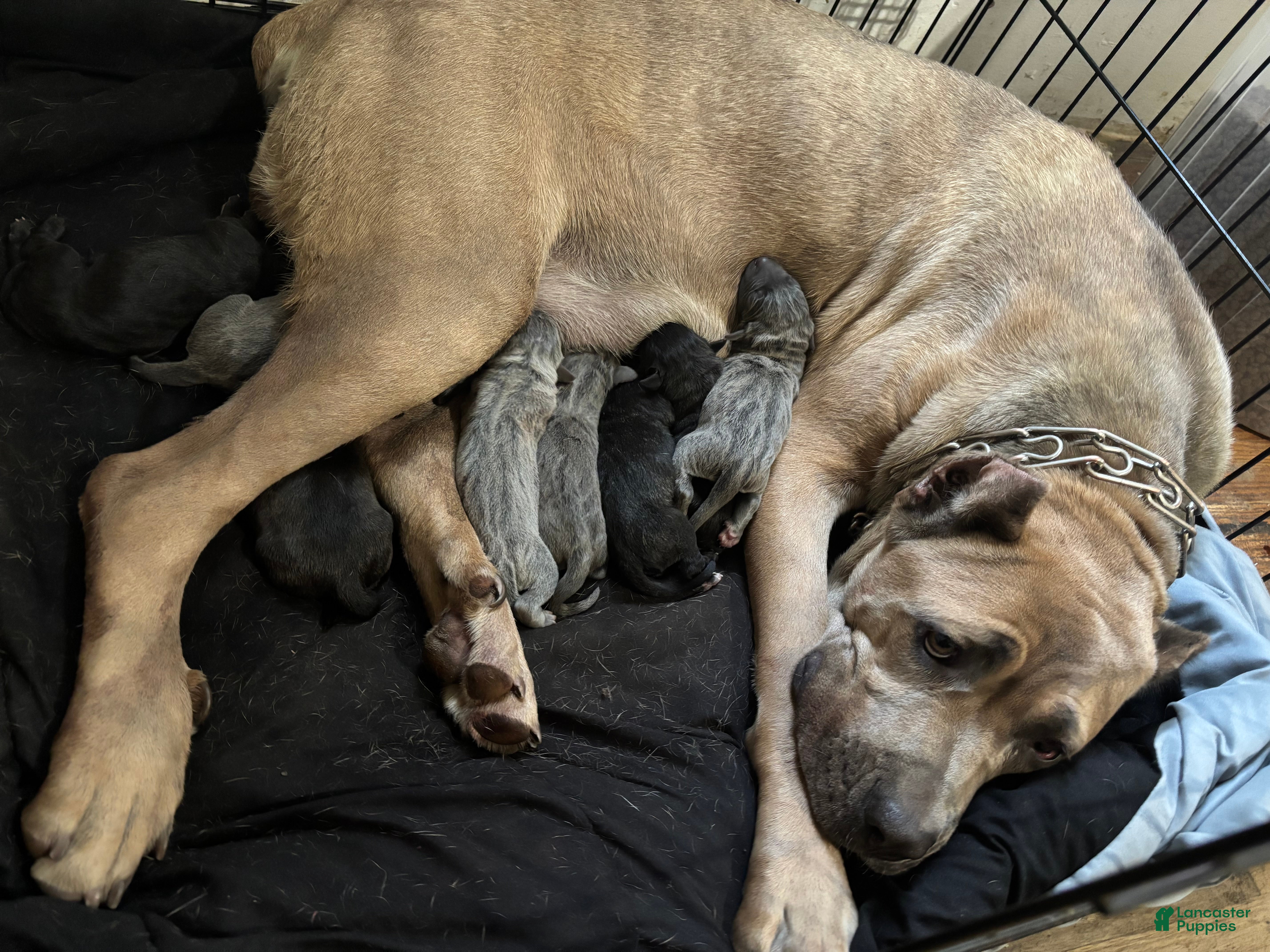 Cane Corso dogs Cane Corso 2 - Ad 18