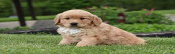 Golden Retriever dogs for sale: Tina - Ad 4