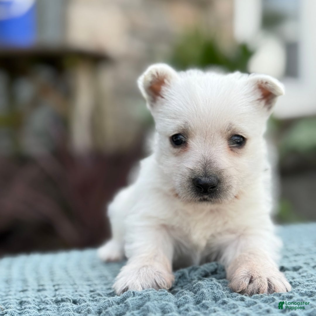 West Highland Terrier dogs for sale: Fancy - Ad 16