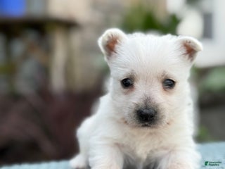 West Highland Terrier dogs - Ad 6