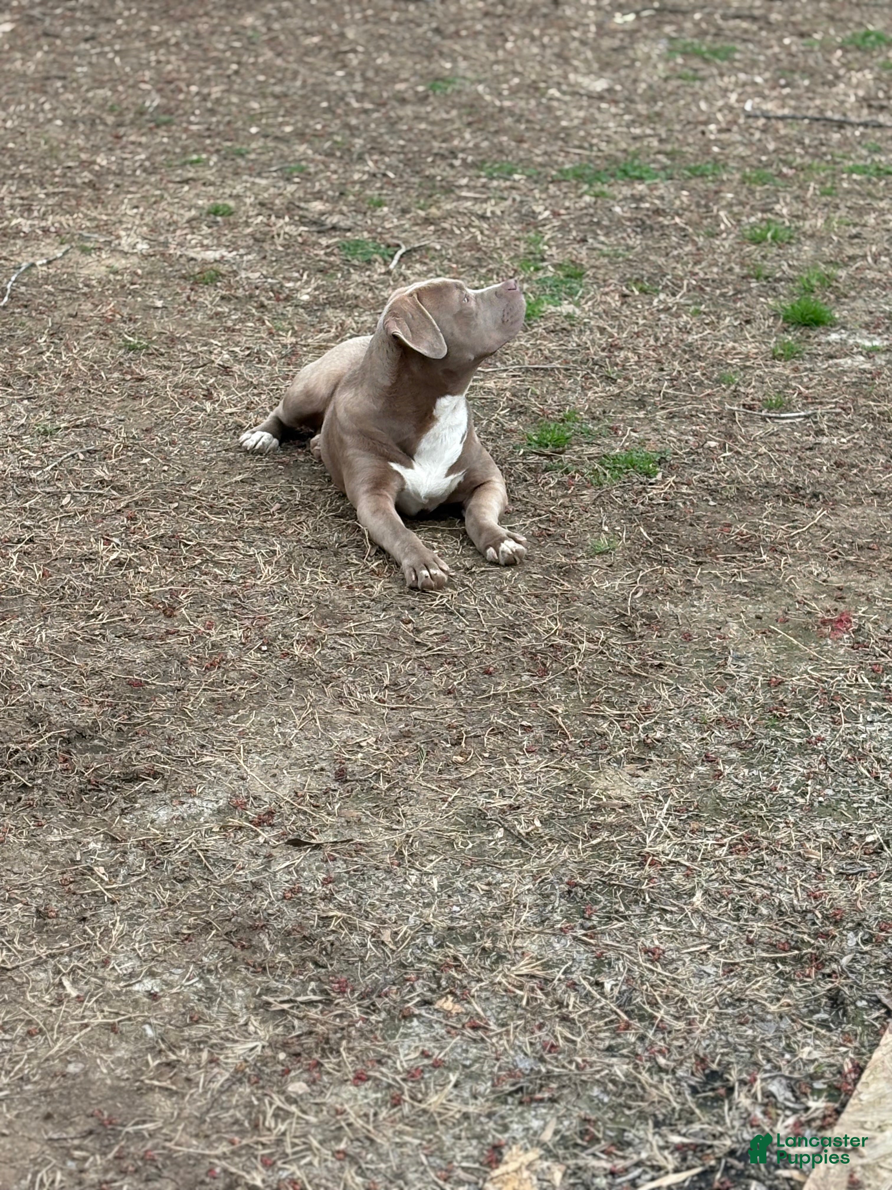 American Bully dogs Brown Sugar - Ad 2