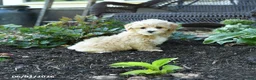 Maltipoo dogs for sale: Bud - Ad 2