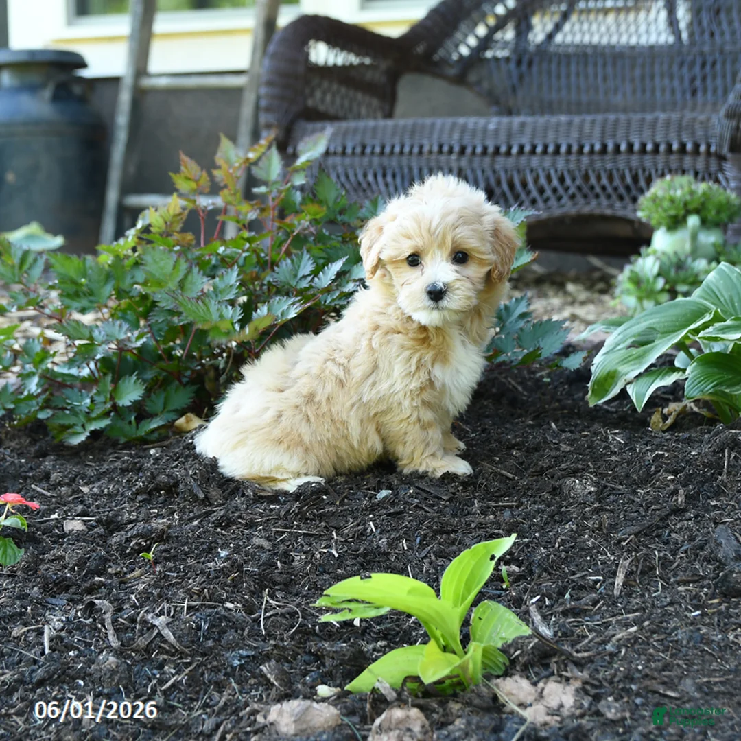 Maltipoo dogs for sale: Bud - Ad 2