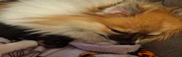 Pomeranian dogs for sale: Athena - Ad 11