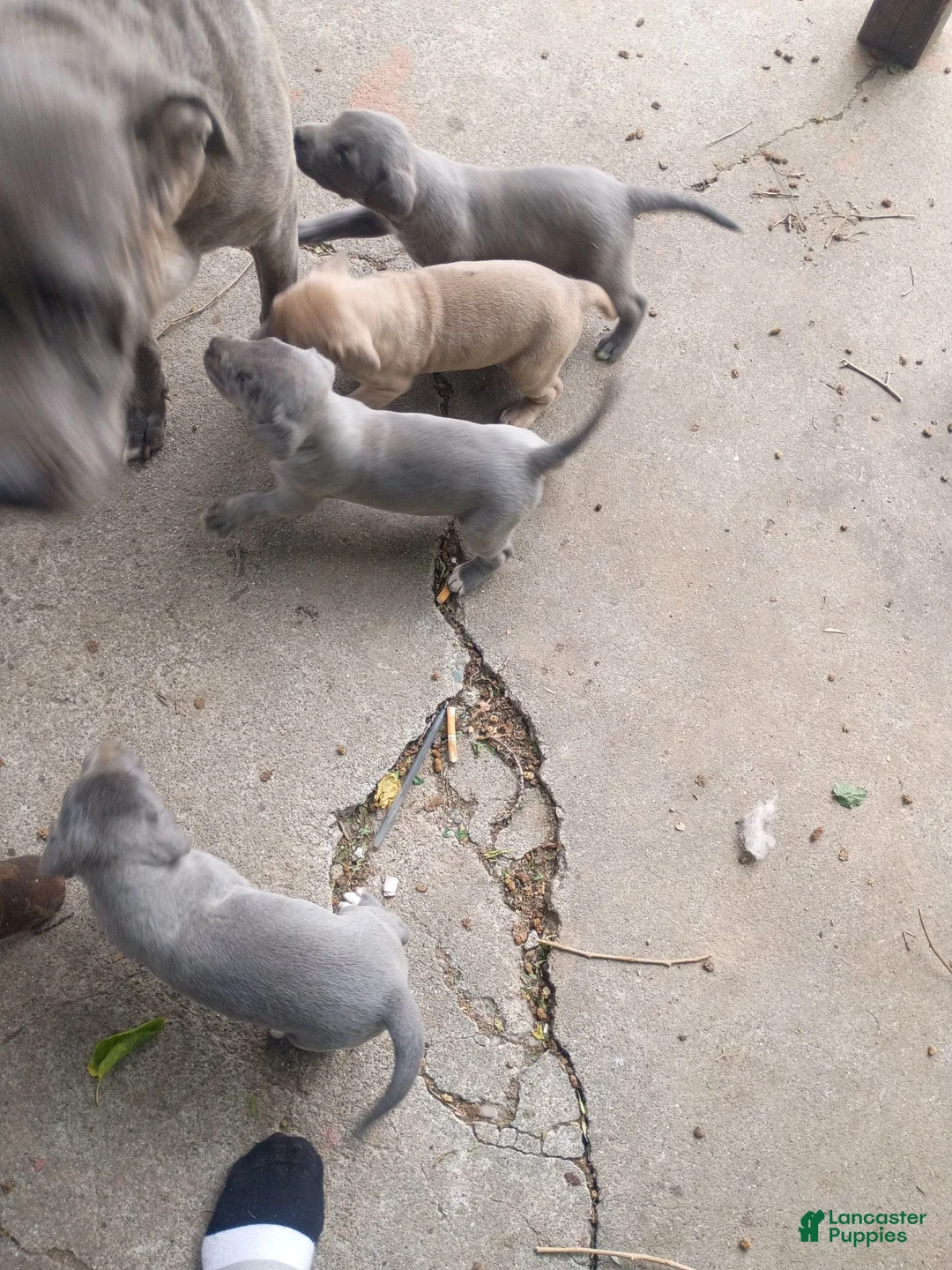 Mixed Breed dogs for sale: Cane Corso 3 - Ad 2