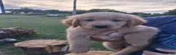 Golden Retriever dogs for sale: Golden Retriever Puppy 1 - Ad 1