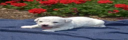 Bichon Frise dogs for sale: Winter - Ad 6
