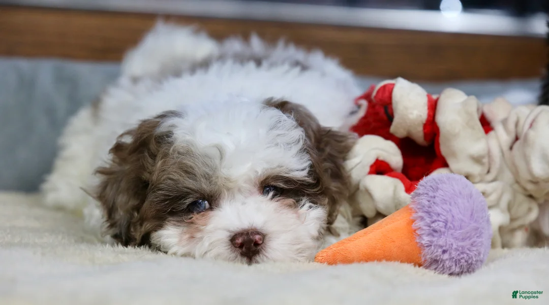 Shihpoo dogs for sale: Radlee - Ad 10
