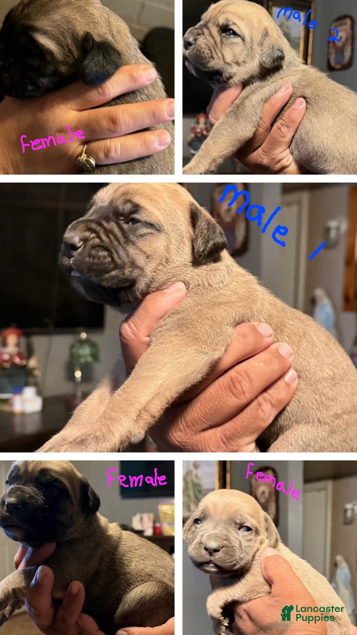 Cane Corso dogs Cane corso  - Ad 3