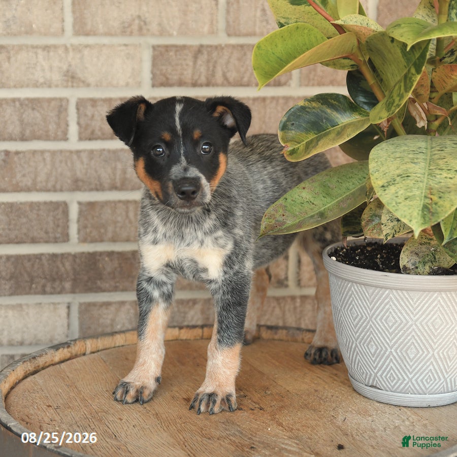 Australian Cattle Dog dogs Mater - Ad 2
