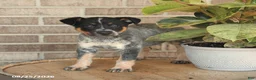 Australian Cattle Dog dogs for sale: Mater - Ad 2
