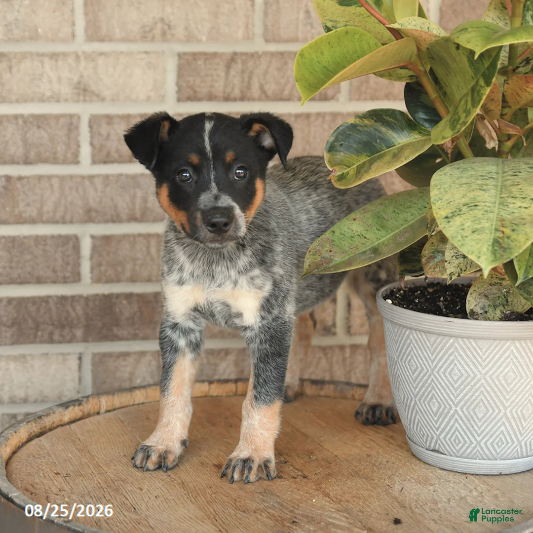 Australian Cattle Dog dogs for sale: Mater - Ad 2