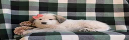 Mixed Breed dogs for sale: Morgan - Ad 7
