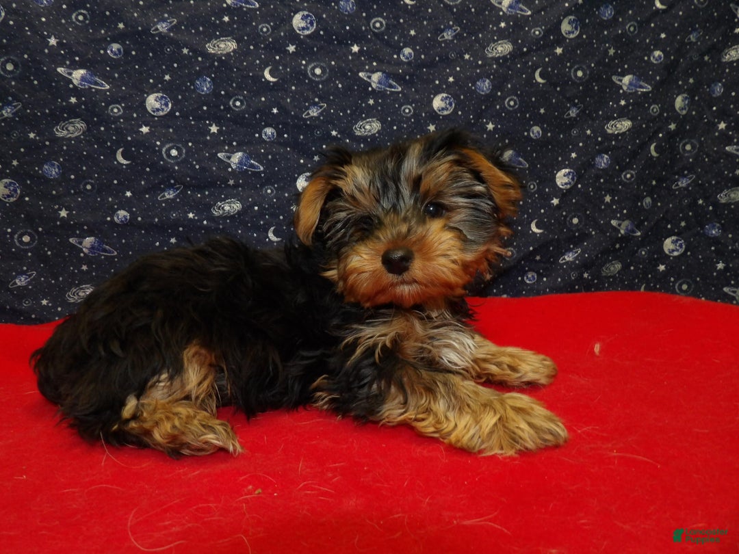 Yorkshire Terrier dogs for sale: Janet - Ad 4