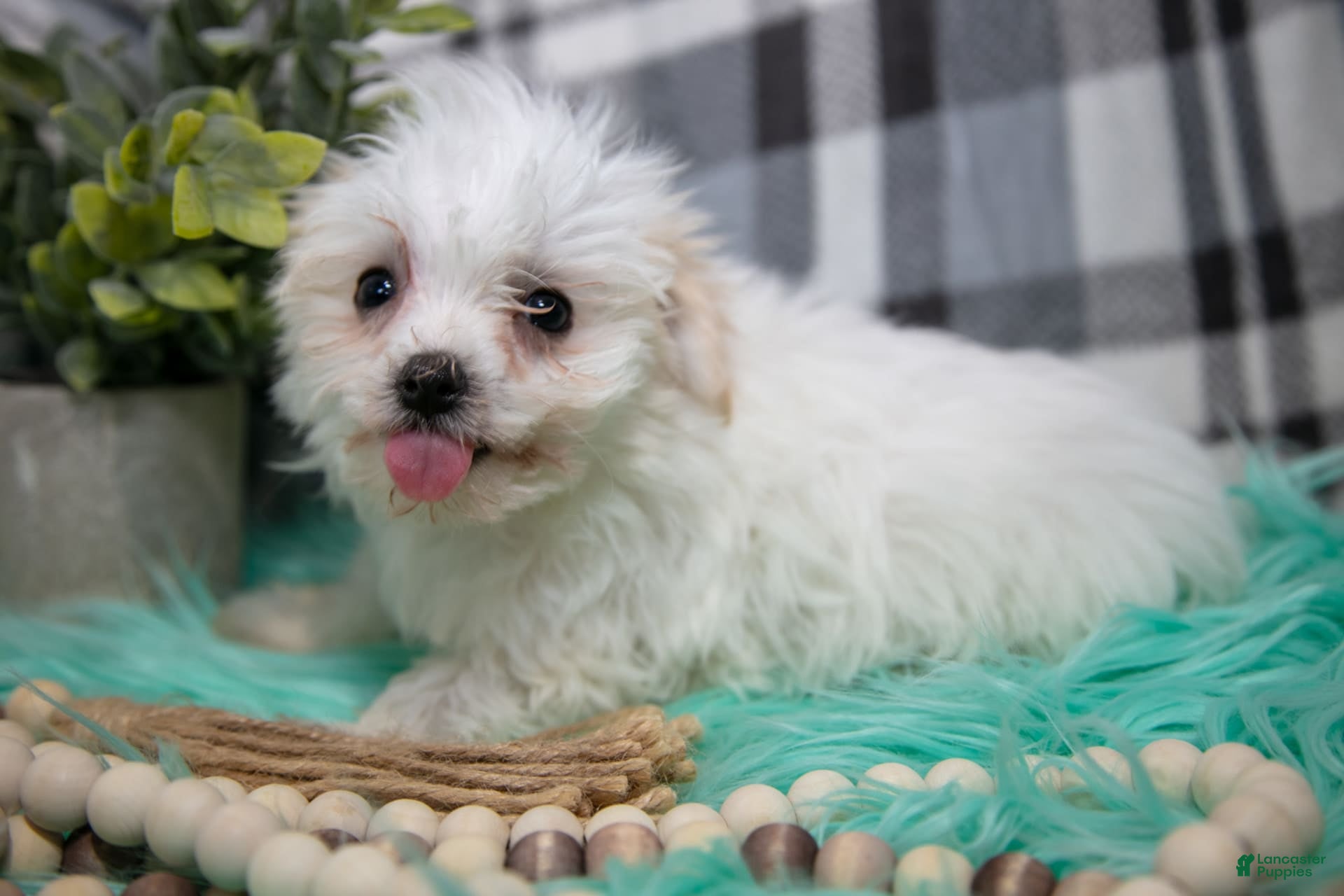 Maltipoo dogs Gunner - Ad 28