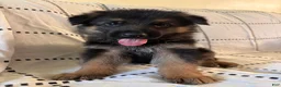 German Shepherd dogs for sale: Oakley (black collar) - Ad 1