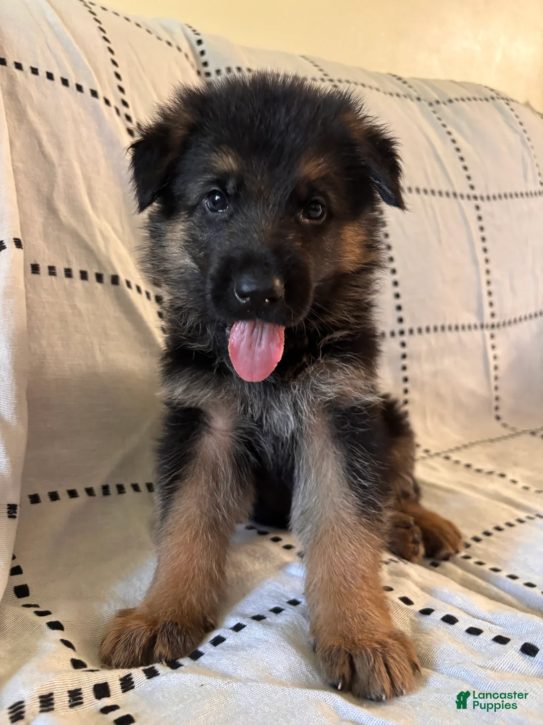 German Shepherd dogs for sale: Oakley (black collar) - Ad 1