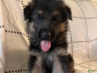 German Shepherd dogs Oakley (black collar) - Ad 10