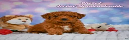 Mini Goldendoodle dogs for sale: Hazel - Ad 1