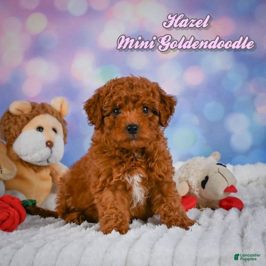 Mini Goldendoodle dogs for sale: Hazel - Ad 1