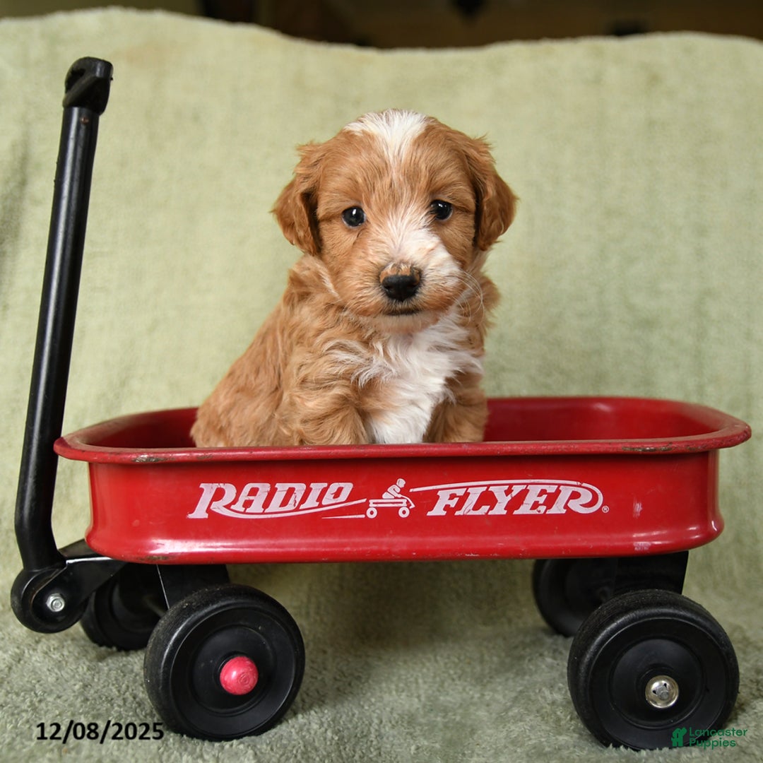 Havapoo dogs for sale: Liam - Ad 3