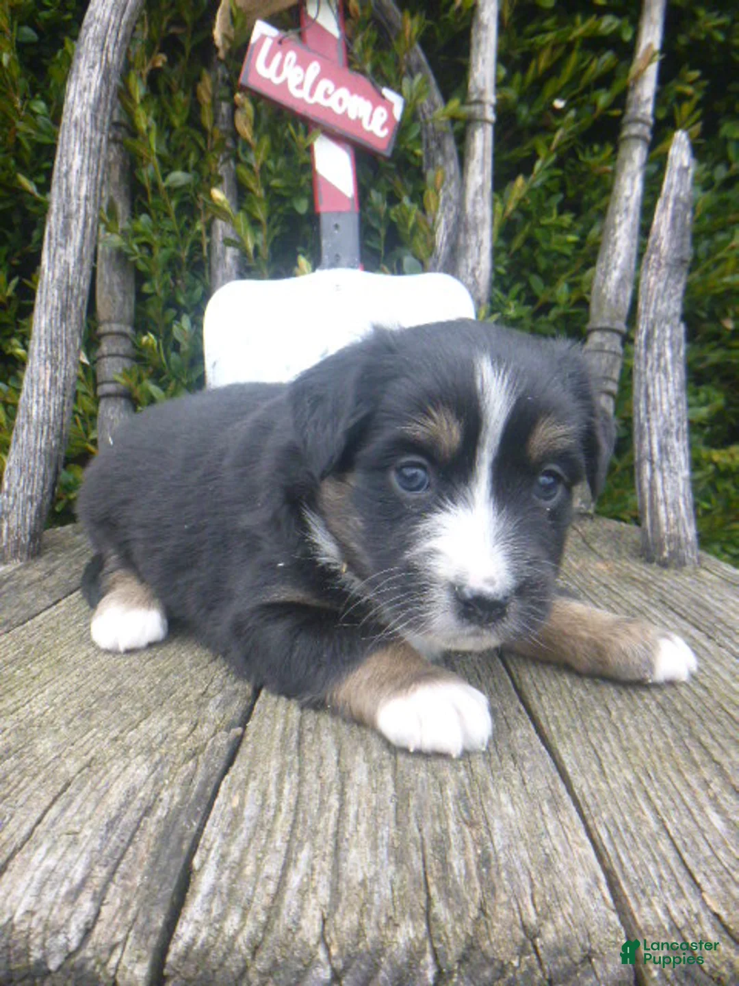 Miniature Australian Shepherd dogs for sale: Nessa - Ad 7