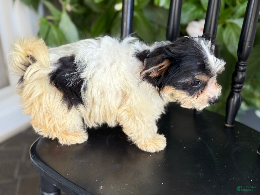 Yorkshire Terrier dogs for sale: Morsel - Ad 6