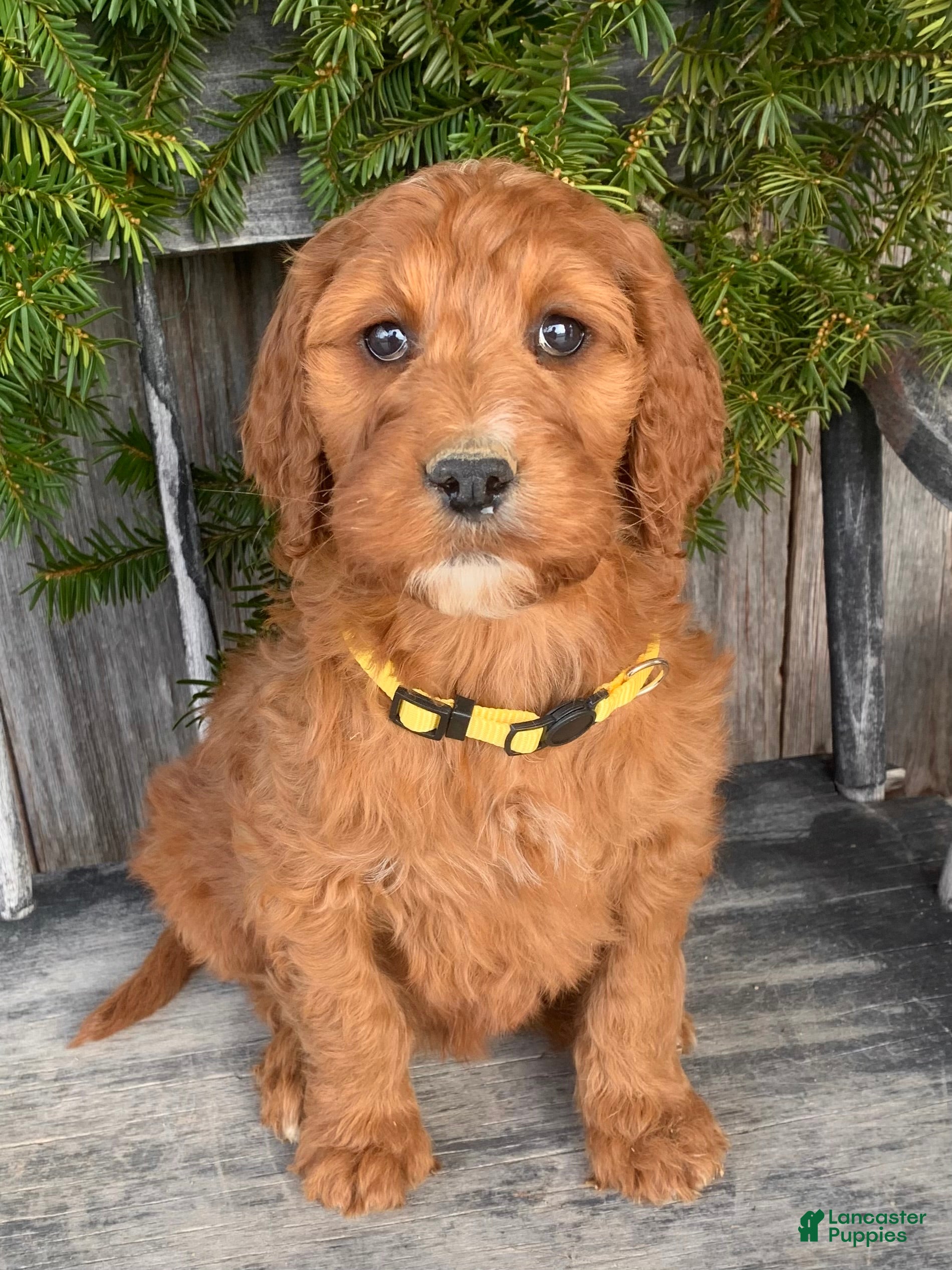 Irish Doodle dogs Daisy - Ad 1