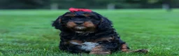 Cavapoo dogs for sale: Wilson 🐾 - Ad 18